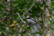 DPPhotography - Wildlife Photography - Bulgaria - Long-tailed tit - D