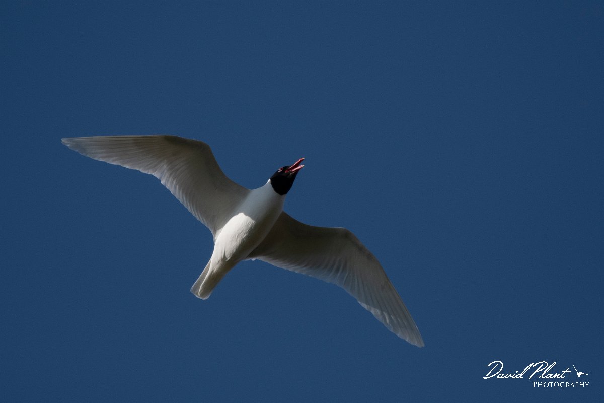 DPPhotography - Wildlife Photography - Bulgaria - Mediterranean gull - B.jpg - Mediterranean gull - Sabla Lake, Bulgaria