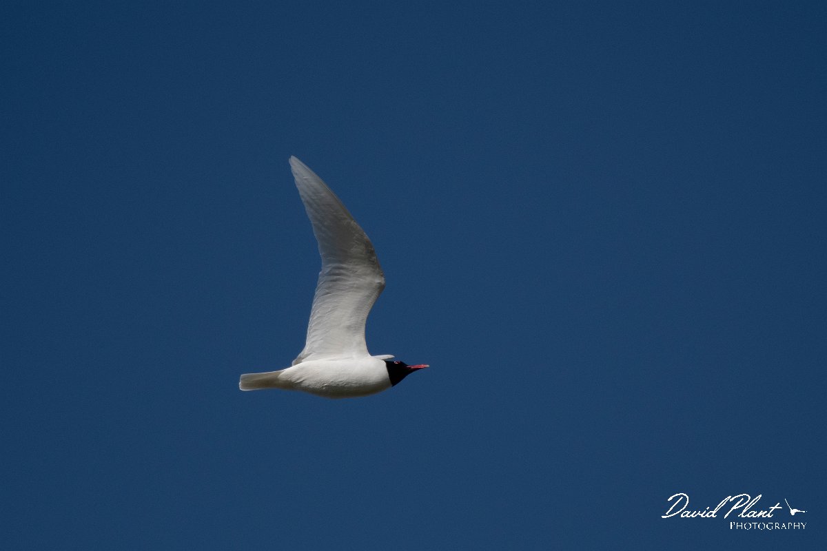 DPPhotography - Wildlife Photography - Bulgaria - Mediterranean gull - D.jpg - Mediterranean gull - Sabla Lake, Bulgaria