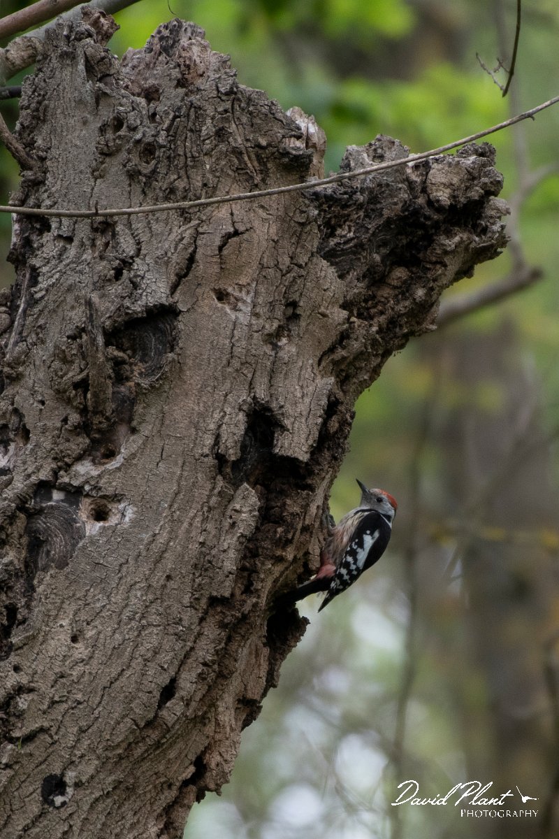 DPPhotography - Wildlife Photography - Bulgaria - Middle spotted woodpecker - A.jpg - Middle spotted woodpecker - Balata Forest, Bulgaria