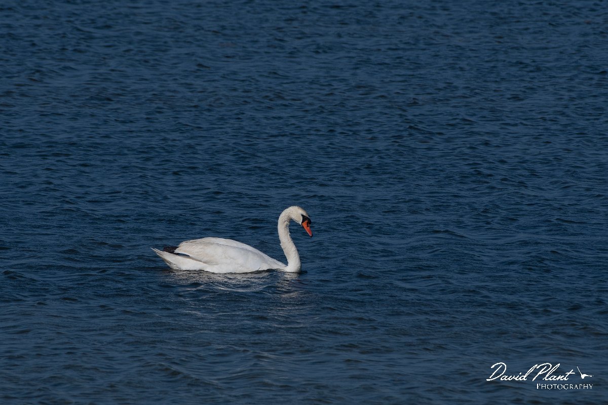 DPPhotography - Wildlife Photography - Bulgaria - Mute swan - B.jpg - Mute swan - Sabla Lake, Bulgaria