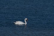 DPPhotography - Wildlife Photography - Bulgaria - Mute swan - B