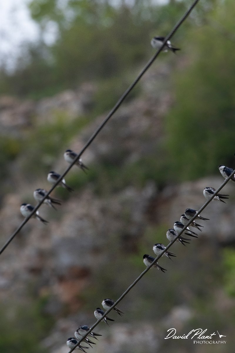 DPPhotography - Wildlife Photography - Bulgaria - Northern house martin - C.jpg - Northern house martin, flock on migration on wires - Bolata Beach, Bulgaria