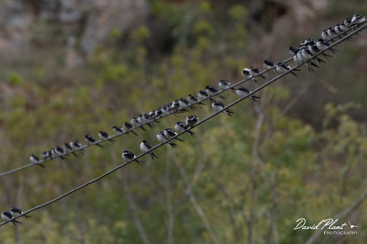 DPPhotography - Wildlife Photography - Bulgaria - Northern house martin - D.jpg - Northern house martin, flock on migration on wires - Bolata Beach, Bulgaria