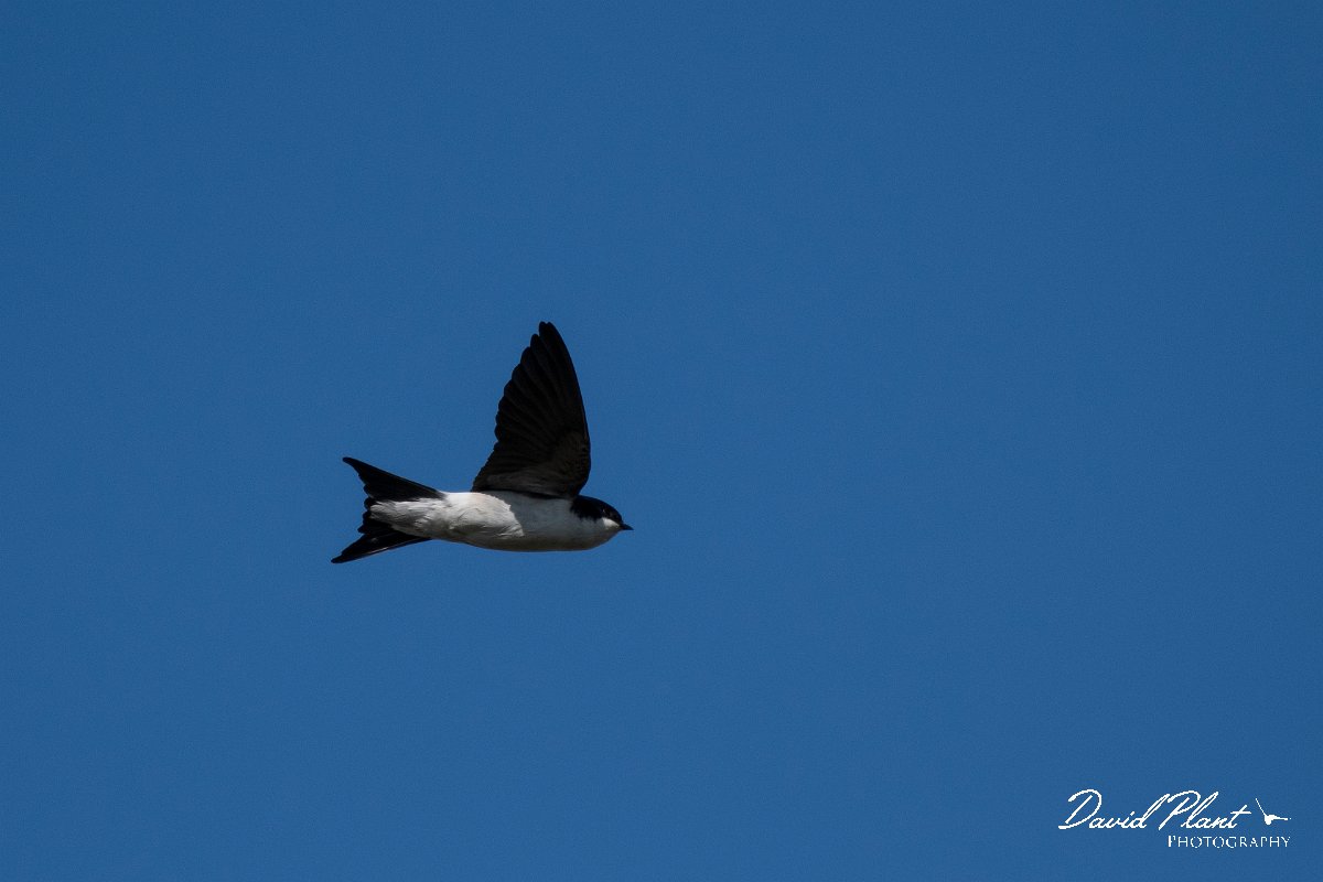 DPPhotography - Wildlife Photography - Bulgaria - Northern house martin - F.jpg - Northern house martin - Sabla Lake, Bulgaria