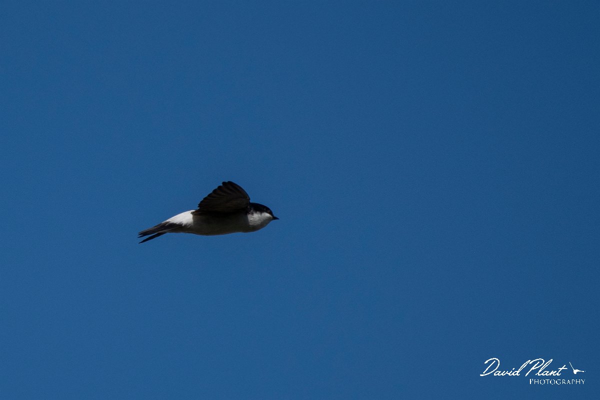DPPhotography - Wildlife Photography - Bulgaria - Northern house martin - G.jpg - Northern house martin - Sabla Lake, Bulgaria