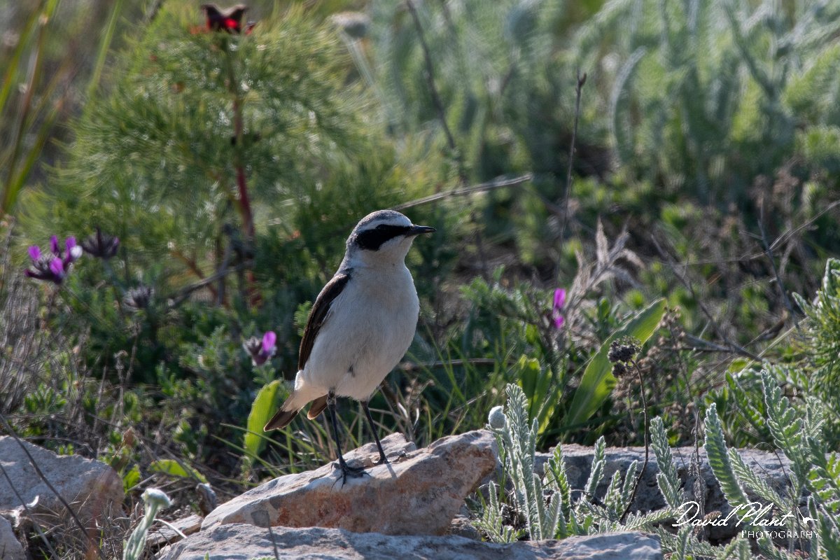 DPPhotography - Wildlife Photography - Bulgaria - Northern wheatear - A.jpg - Northern wheatear, male - Balgarevo steppe, Bulgaria