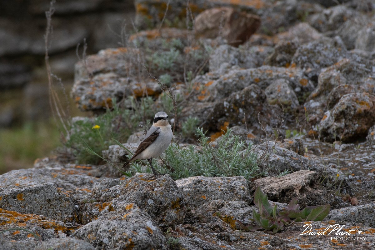 DPPhotography - Wildlife Photography - Bulgaria - Northern wheatear - D.jpg - Northern wheatear, male - Cape Kaliakra, Bulgaria