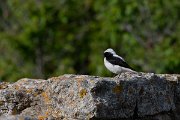 DPPhotography - Wildlife Photography - Bulgaria - Pied x black-eared wheatear - C