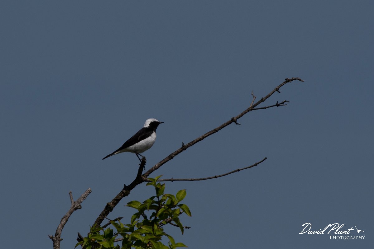 DPPhotography - Wildlife Photography - Bulgaria - Pied wheatear - A.jpg - Pied wheatear, male - Balgarevo steppe, Bulgaria