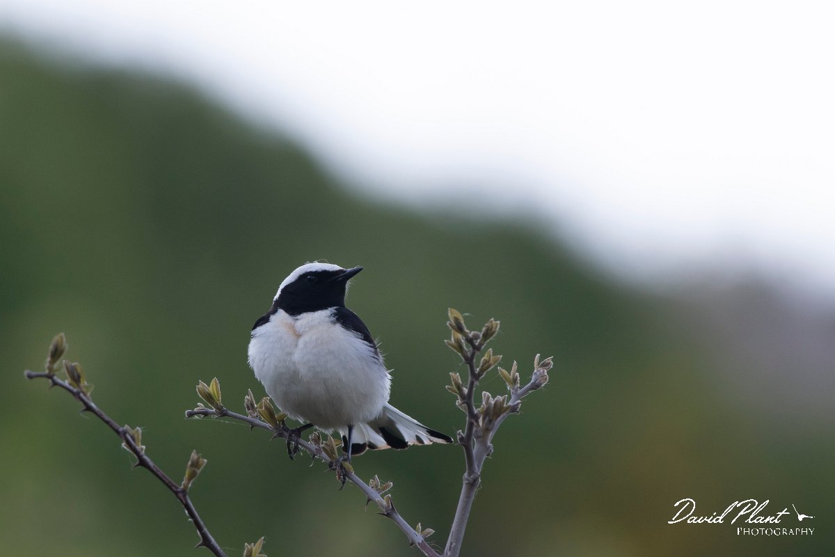 DPPhotography - Wildlife Photography - Bulgaria - Pied wheatear - B.jpg - Pied wheatear, male - Bolata Beach, Bulgaria