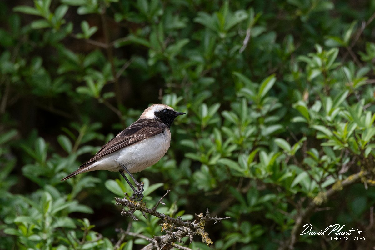 DPPhotography - Wildlife Photography - Bulgaria - Pied wheatear - D.jpg - Pied wheatear, male - Bolata Beach, Bulgaria