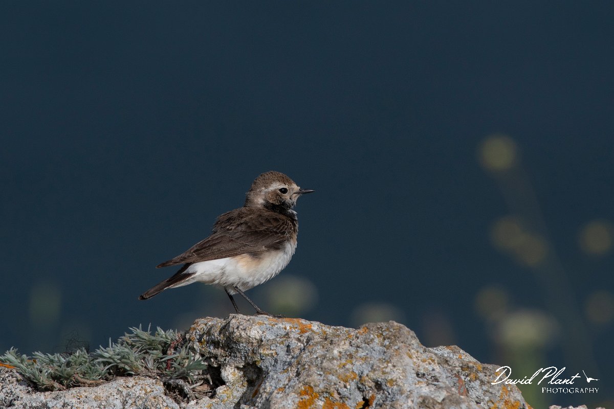 DPPhotography - Wildlife Photography - Bulgaria - Pied wheatear - J.jpg - Pied wheatear, female - Cape Kaliakra, Bulgaria