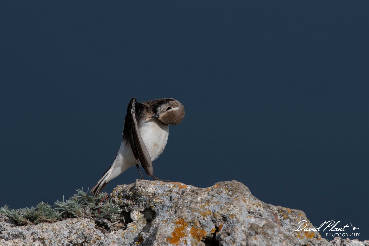 DPPhotography - Wildlife Photography - Bulgaria - Pied wheatear - K.jpg - Pied wheatear, female - Cape Kaliakra, Bulgaria