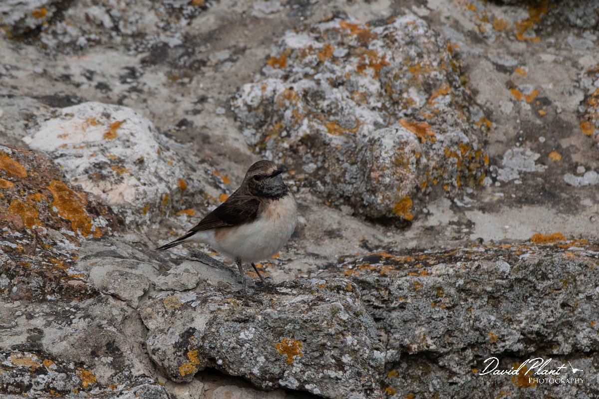 DPPhotography - Wildlife Photography - Bulgaria - Pied wheatear - M.jpg - Pied wheatear, female - Cape Kaliakra, Bulgaria