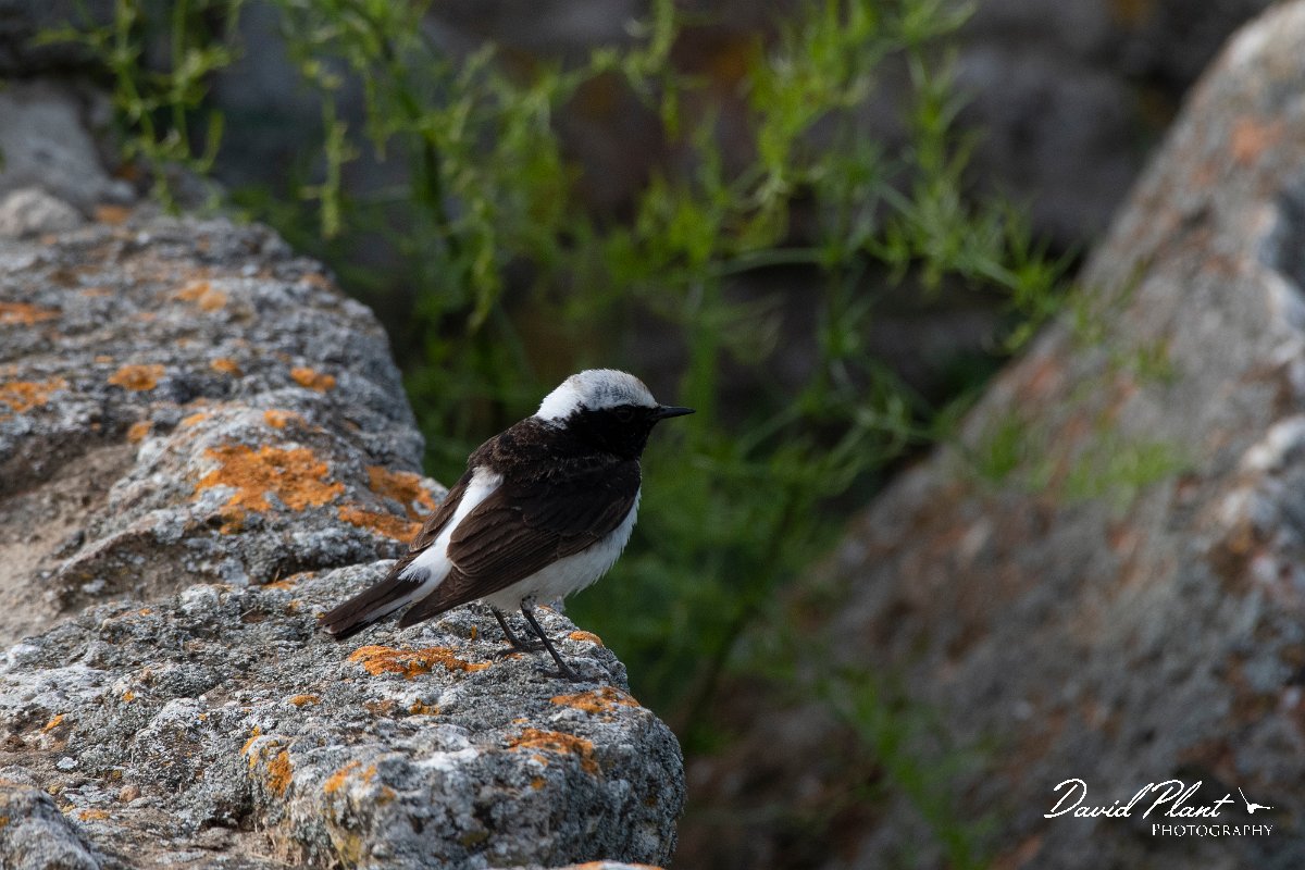 DPPhotography - Wildlife Photography - Bulgaria - Pied wheatear - N.jpg - Pied wheatear, male - Cape Kaliakra, Bulgaria