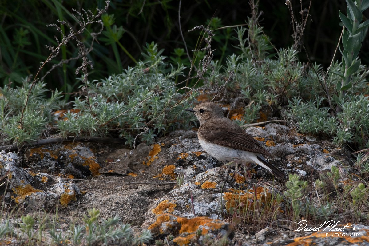 DPPhotography - Wildlife Photography - Bulgaria - Pied wheatear - P.jpg - Pied wheatear, female - Cape Kaliakra, Bulgaria