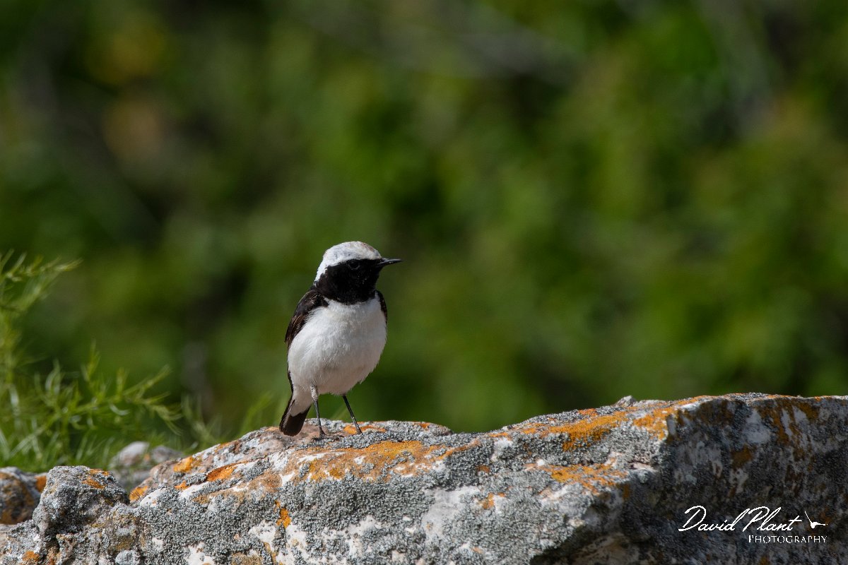 DPPhotography - Wildlife Photography - Bulgaria - Pied wheatear - U.jpg - Pied wheatear, male - Cape Kaliakra, Bulgaria