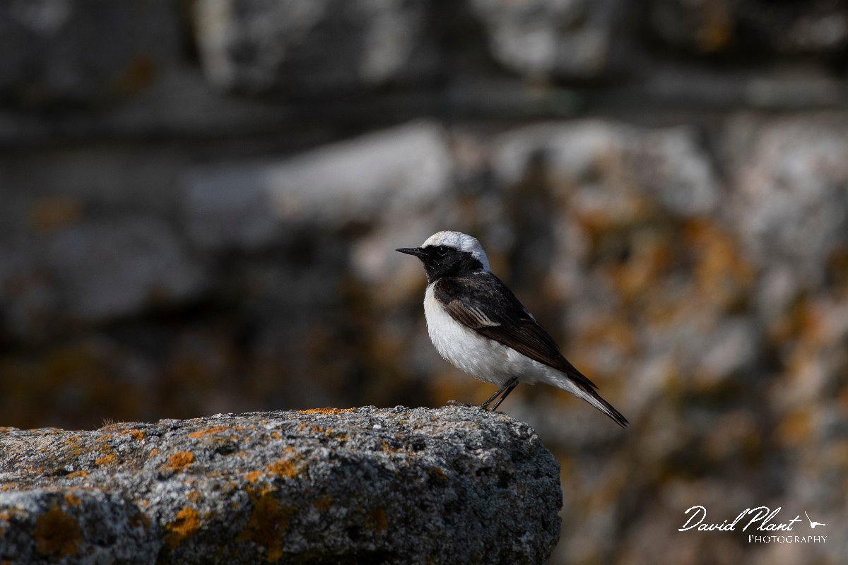 DPPhotography - Wildlife Photography - Bulgaria - Pied wheatear - V.jpg - Pied wheatear, male - Cape Kaliakra, Bulgaria
