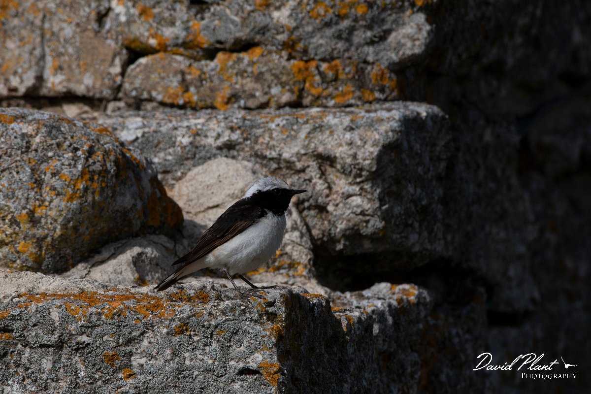 DPPhotography - Wildlife Photography - Bulgaria - Pied wheatear - X.jpg - Pied wheatear, male - Cape Kaliakra, Bulgaria