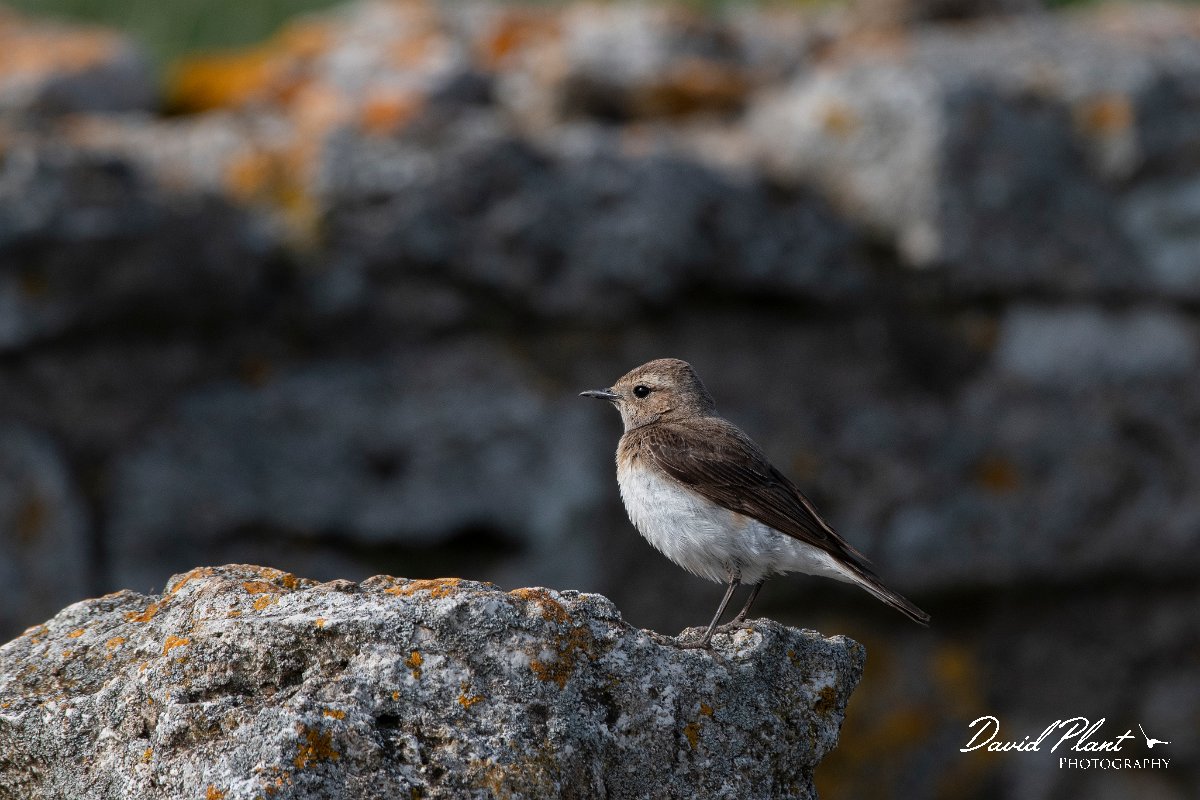 DPPhotography - Wildlife Photography - Bulgaria - Pied wheatear - Y.jpg - Pied wheatear, female - Cape Kaliakra, Bulgaria