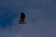 DPPhotography - Wildlife Photography - Bulgaria - Purple heron - B