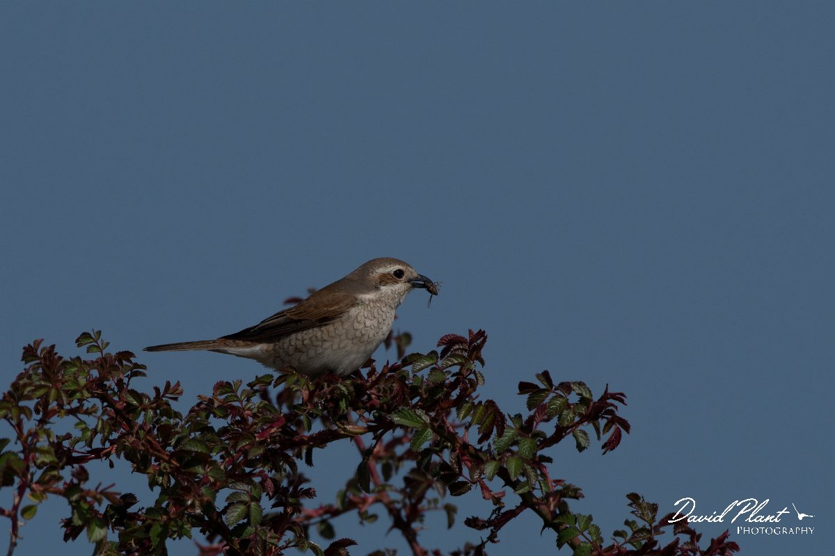 DPPhotography - Wildlife Photography - Bulgaria - Red-backed shrike - B.jpg - Red-backed shrike, female - Balgarevo steppe, Bulgaria