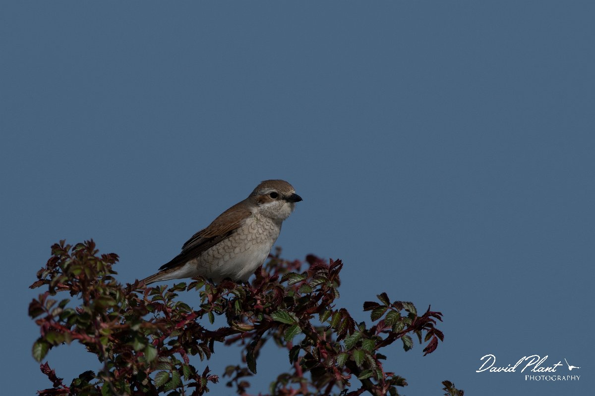 DPPhotography - Wildlife Photography - Bulgaria - Red-backed shrike - C.jpg - Red-backed shrike, female - Balgarevo steppe, Bulgaria