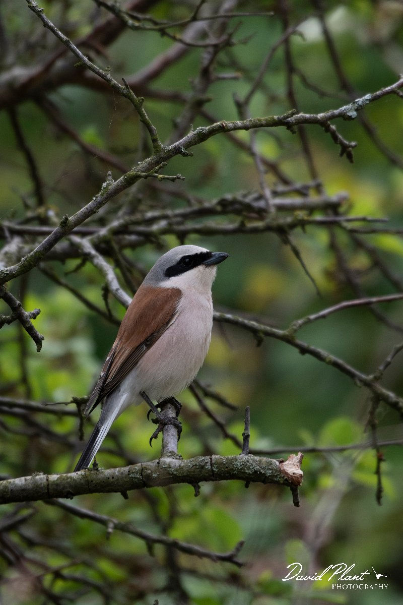 DPPhotography - Wildlife Photography - Bulgaria - Red-backed shrike - E.jpg - Red-backed shrike, male - Balgarevo steppe, Bulgaria