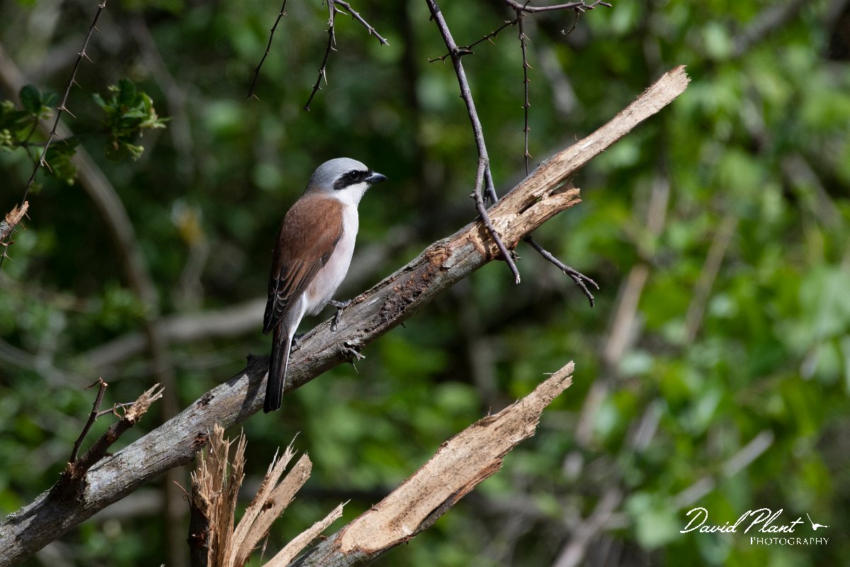 DPPhotography - Wildlife Photography - Bulgaria - Red-backed shrike - H.jpg - Red-backed shrike, male - Bolata Beach, Bulgaria