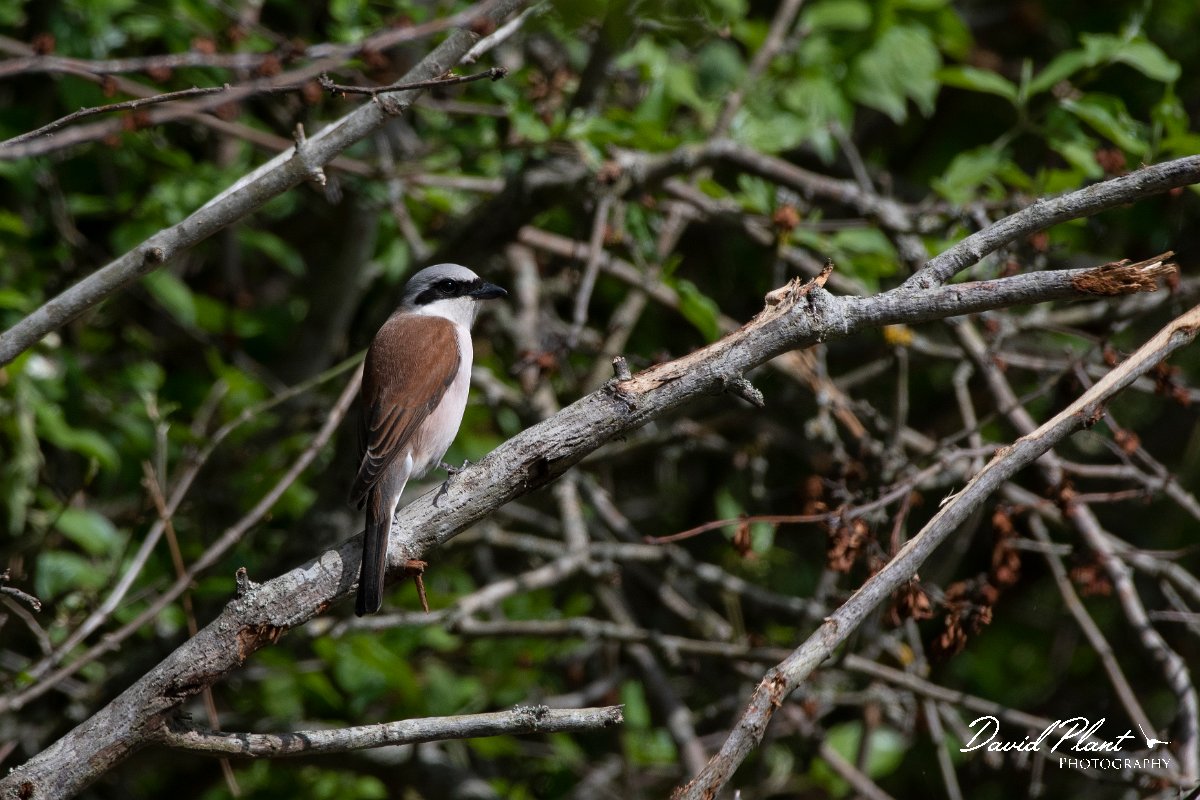 DPPhotography - Wildlife Photography - Bulgaria - Red-backed shrike - I.jpg - Red-backed shrike, male - Bolata Beach, Bulgaria