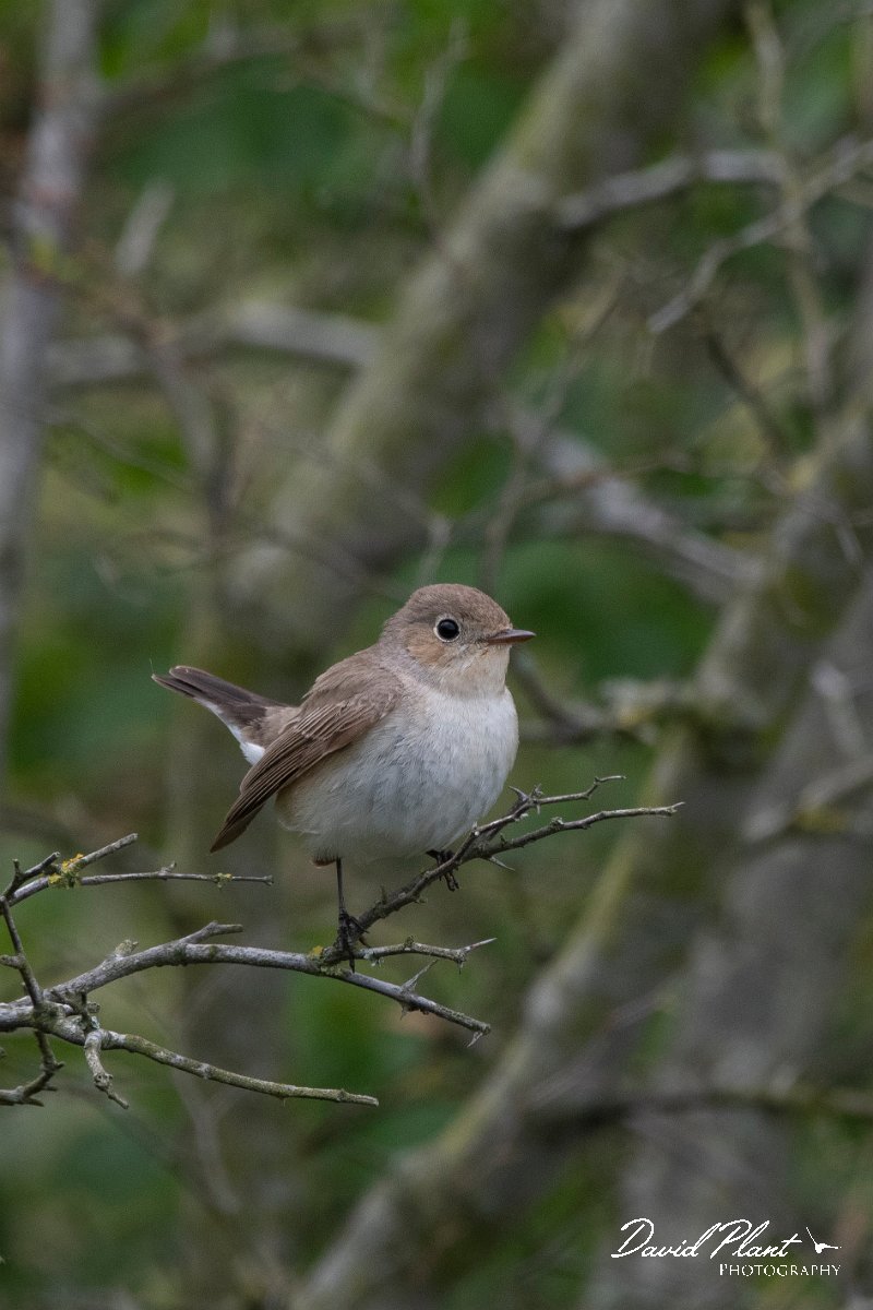 DPPhotography - Wildlife Photography - Bulgaria - Red-breasted flycatcher - C.jpg - Red-breasted flycatcher, female - Bolata Beach, Bulgaria