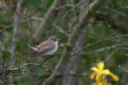 DPPhotography - Wildlife Photography - Bulgaria - Red-breasted flycatcher - A