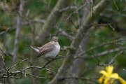 DPPhotography - Wildlife Photography - Bulgaria - Red-breasted flycatcher - B