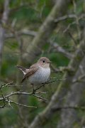 DPPhotography - Wildlife Photography - Bulgaria - Red-breasted flycatcher - C