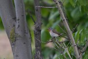 DPPhotography - Wildlife Photography - Bulgaria - Red-breasted flycatcher - D