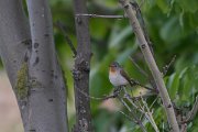 DPPhotography - Wildlife Photography - Bulgaria - Red-breasted flycatcher - E