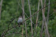 DPPhotography - Wildlife Photography - Bulgaria - Red-breasted flycatcher - F