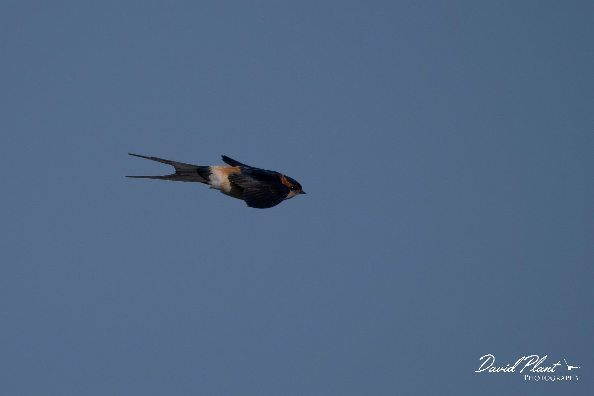 DPPhotography - Wildlife Photography - Bulgaria - Red-rumped swallow - A.jpg - Red-rumped swallow - Sabla Lake, Bulgaria