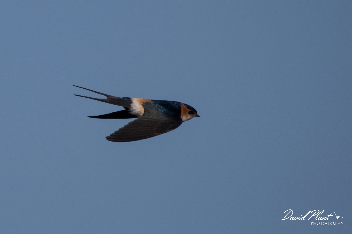 DPPhotography - Wildlife Photography - Bulgaria - Red-rumped swallow - B.jpg - Red-rumped swallow - Sabla Lake, Bulgaria