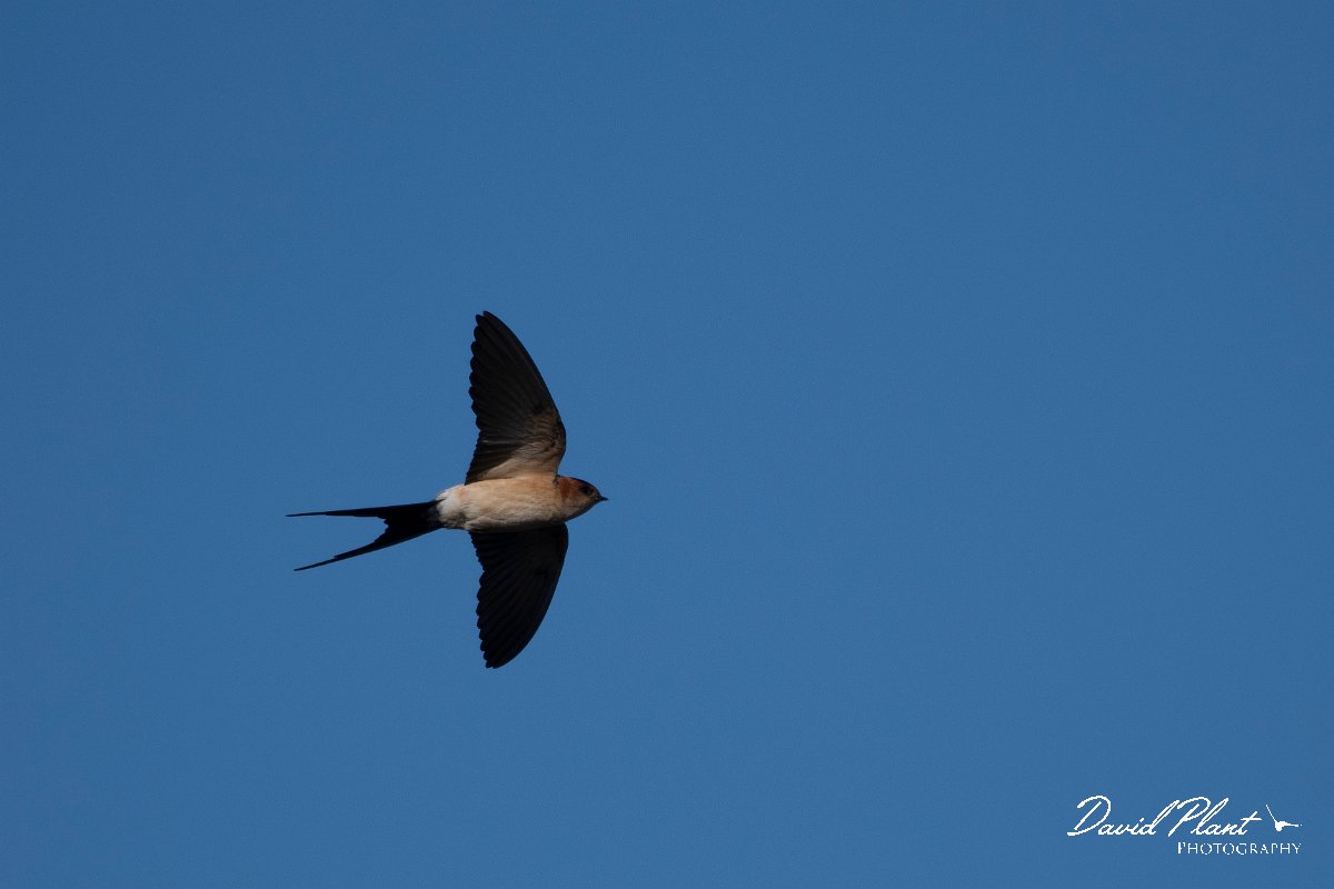 DPPhotography - Wildlife Photography - Bulgaria - Red-rumped swallow - E.jpg - Red-rumped swallow - Sabla Lake, Bulgaria