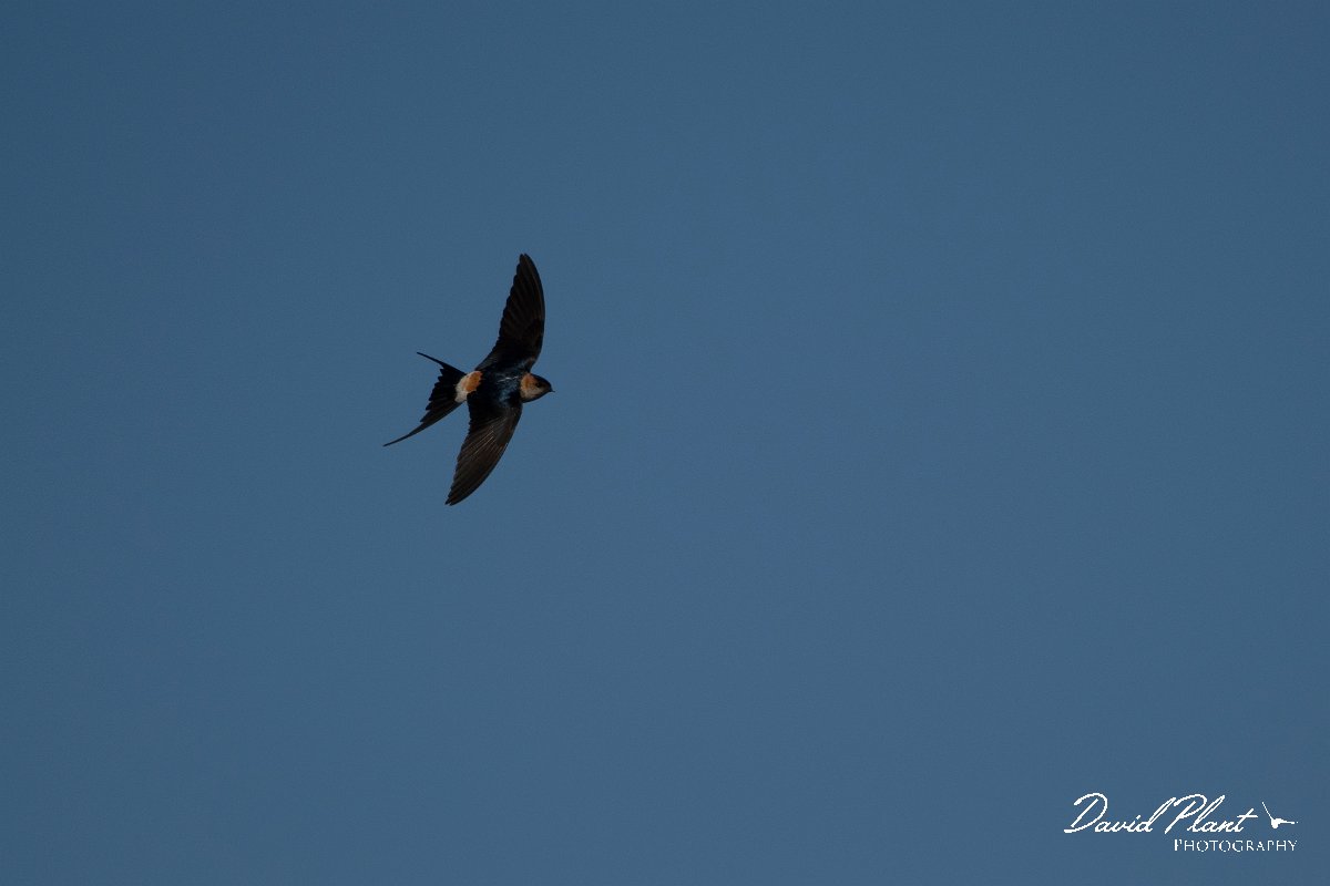 DPPhotography - Wildlife Photography - Bulgaria - Red-rumped swallow - H.jpg - Red-rumped swallow - Sabla Lake, Bulgaria