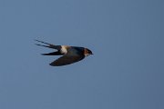 DPPhotography - Wildlife Photography - Bulgaria - Red-rumped swallow - B
