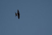 DPPhotography - Wildlife Photography - Bulgaria - Red-rumped swallow - C