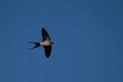DPPhotography - Wildlife Photography - Bulgaria - Red-rumped swallow - D