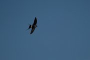 DPPhotography - Wildlife Photography - Bulgaria - Red-rumped swallow - H
