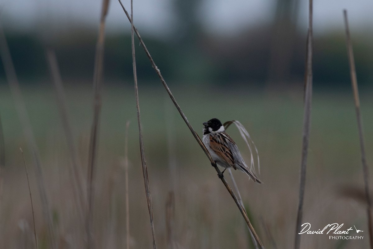 DPPhotography - Wildlife Photography - Bulgaria - Reed bunting - A.jpg - Reed bunting  - Durankulak Lake, Bulgaria
