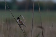 DPPhotography - Wildlife Photography - Bulgaria - Reed bunting - B
