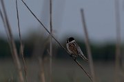 DPPhotography - Wildlife Photography - Bulgaria - Reed bunting - C