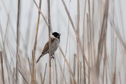 DPPhotography - Wildlife Photography - Bulgaria - Reed bunting - D